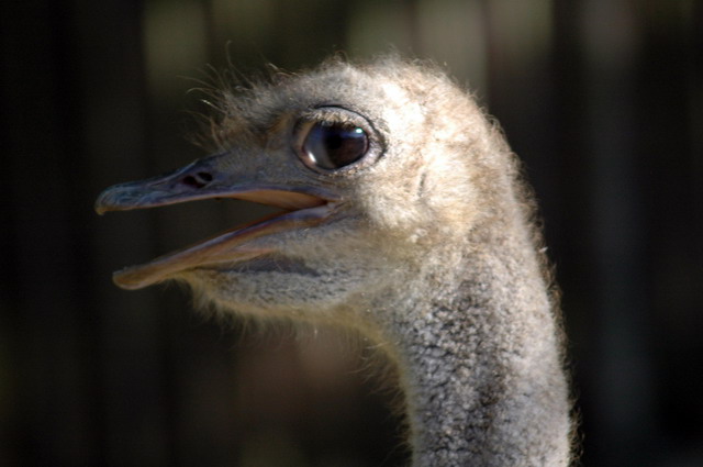 gaiapark210907_31_ostrich