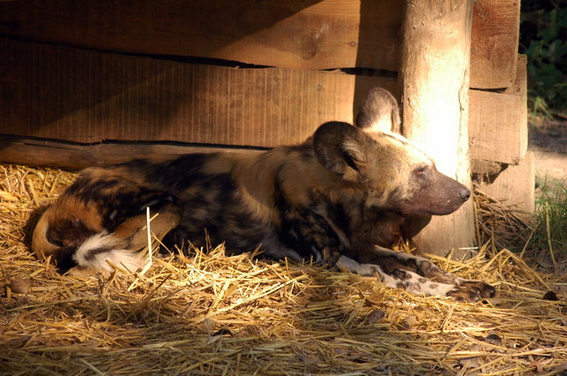 gaiapark210907_32_africanwilddog