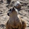 gaiapark210907_33_meerkat