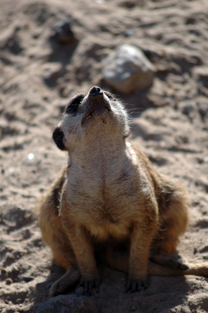 gaiapark210907_33_meerkat