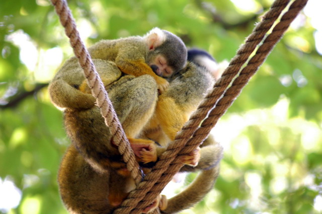gaiapark210907_35_boliviansquirrelmonkeys