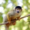 gaiapark210907_36_boliviansquirrelmonkey
