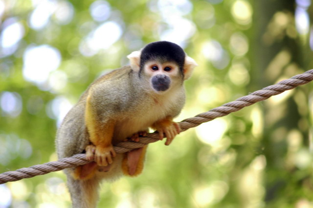 gaiapark210907_36_boliviansquirrelmonkey