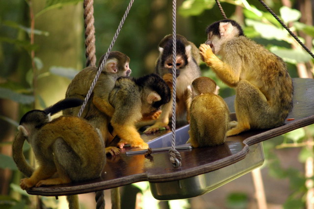 gaiapark210907_37_boliviansquirrelmonkeys