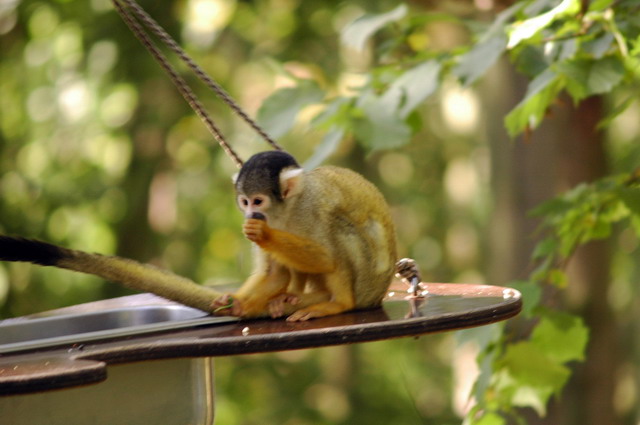 gaiapark210907_38_boliviansquirrelmonkeys