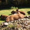 gaiapark210907_40_capibaras