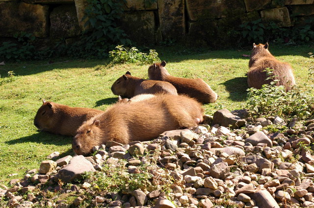 gaiapark210907_40_capibaras