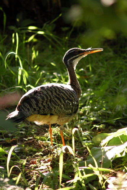 gaiapark210907_41_sunbittern