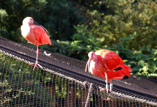 gaiapark210907_45_scarletibises