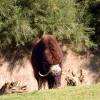 gaiapark210907_51_muskox