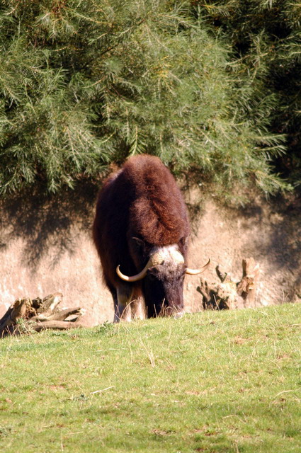 gaiapark210907_51_muskox