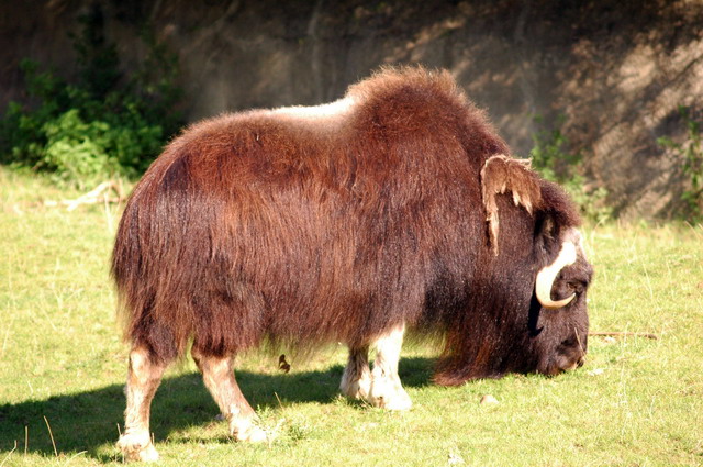 gaiapark210907_52_muskox