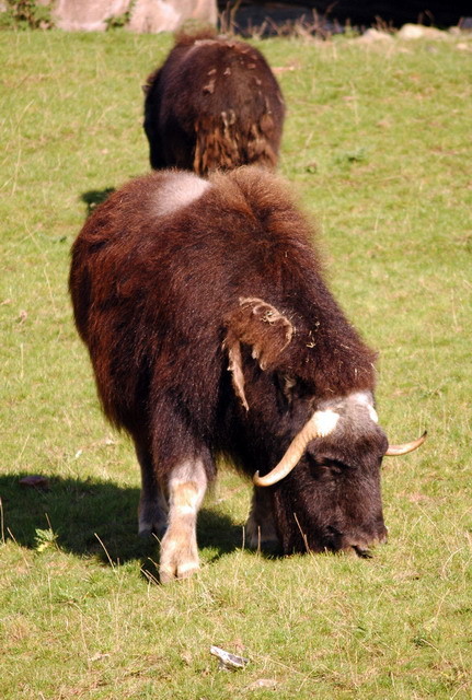 gaiapark210907_54_muskox