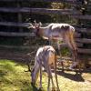 gaiapark210907_57_reindeer