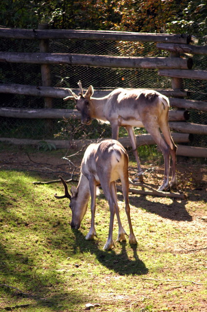 gaiapark210907_57_reindeer