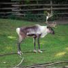 gaiapark210907_58_reindeer