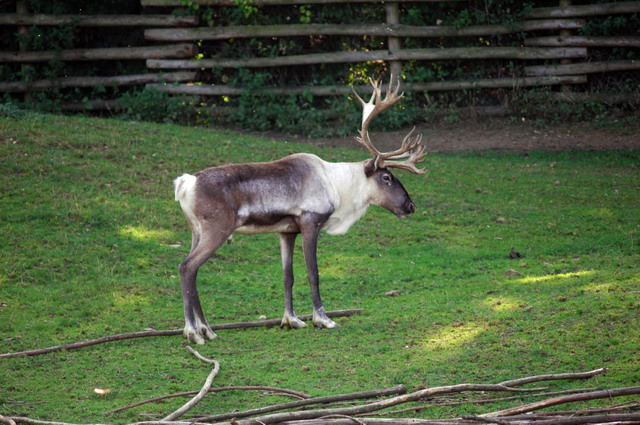 gaiapark210907_58_reindeer