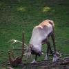 gaiapark210907_59_reindeer