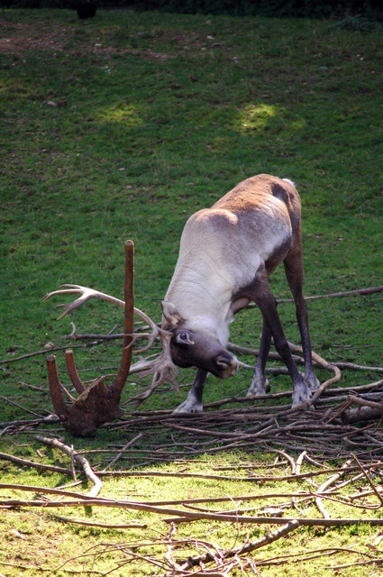 gaiapark210907_59_reindeer