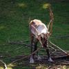 gaiapark210907_60_reindeer