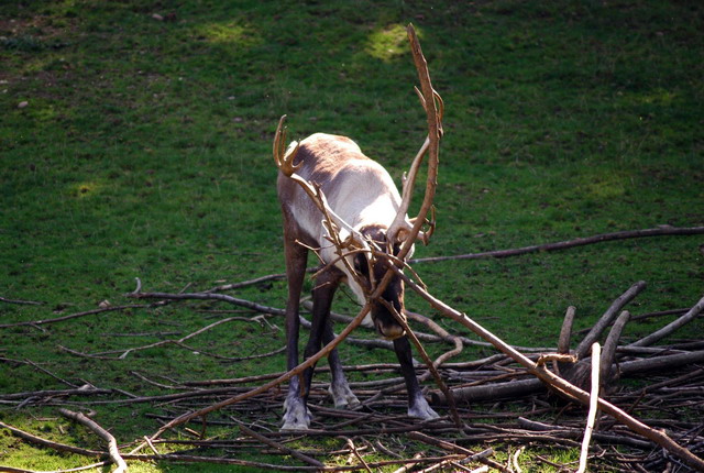 gaiapark210907_60_reindeer