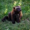 gaiapark210907_61_wolverine