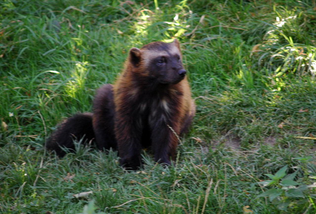 gaiapark210907_61_wolverine