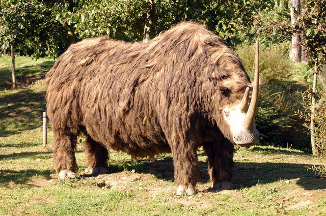 gaiapark210907_62_woollyrhinoceros