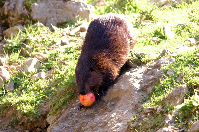 gaiapark210907_63_beaver