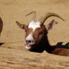 gaiapark210907_64_goat