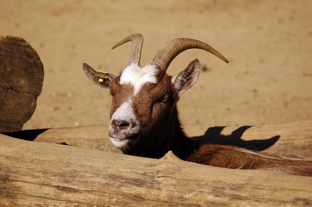gaiapark210907_64_goat