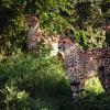 gaiapark210907_65_cheetahs