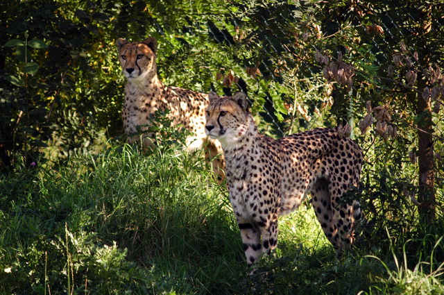 gaiapark210907_65_cheetahs