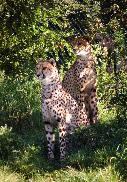 gaiapark210907_66_cheetahs
