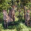 gaiapark210907_67_cheetahs