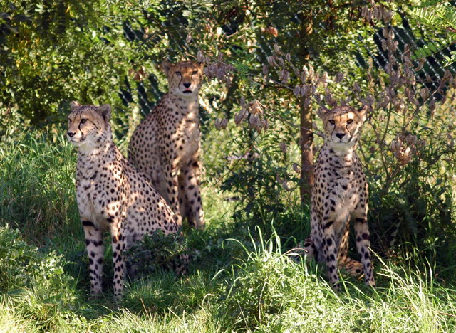 gaiapark210907_67_cheetahs