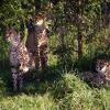 gaiapark210907_68_cheetahs