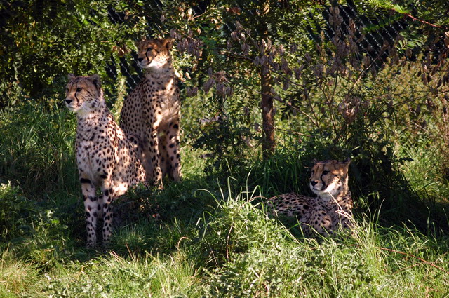 gaiapark210907_68_cheetahs