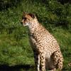 gaiapark210907_69_cheetah