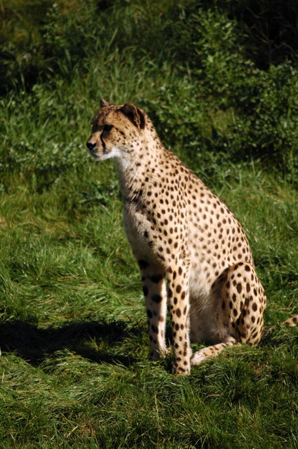 gaiapark210907_69_cheetah