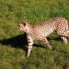 gaiapark210907_70_cheetah