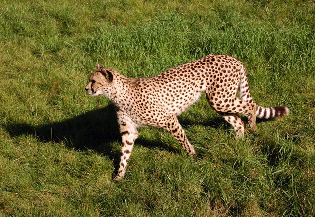 gaiapark210907_70_cheetah
