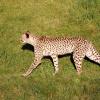 gaiapark210907_71_cheetah