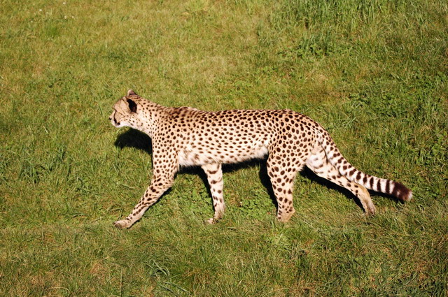 gaiapark210907_71_cheetah