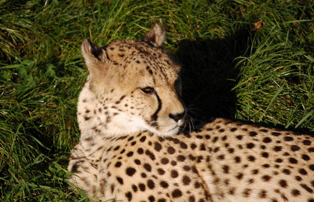 gaiapark210907_72_cheetah