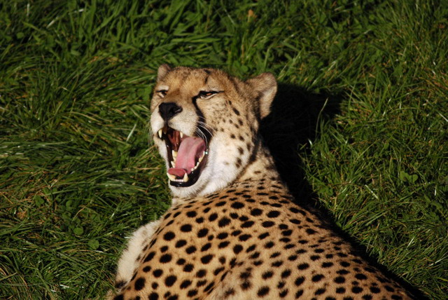 gaiapark210907_73_cheetah