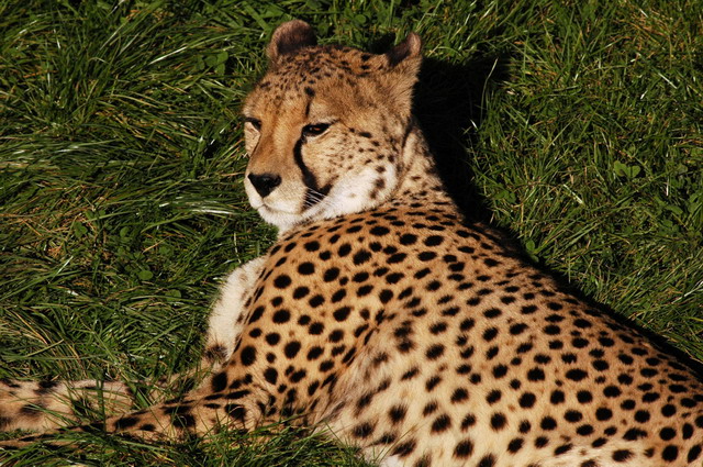 gaiapark210907_74_cheetah