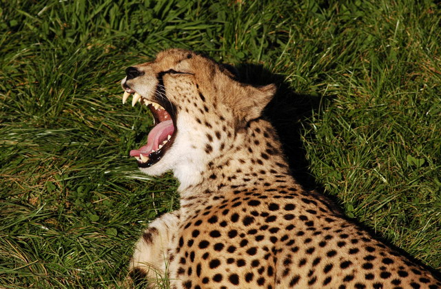 gaiapark210907_75_cheetah