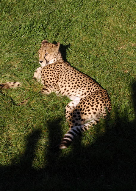 gaiapark210907_76_cheetah