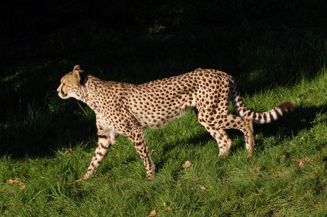 gaiapark210907_77_cheetah